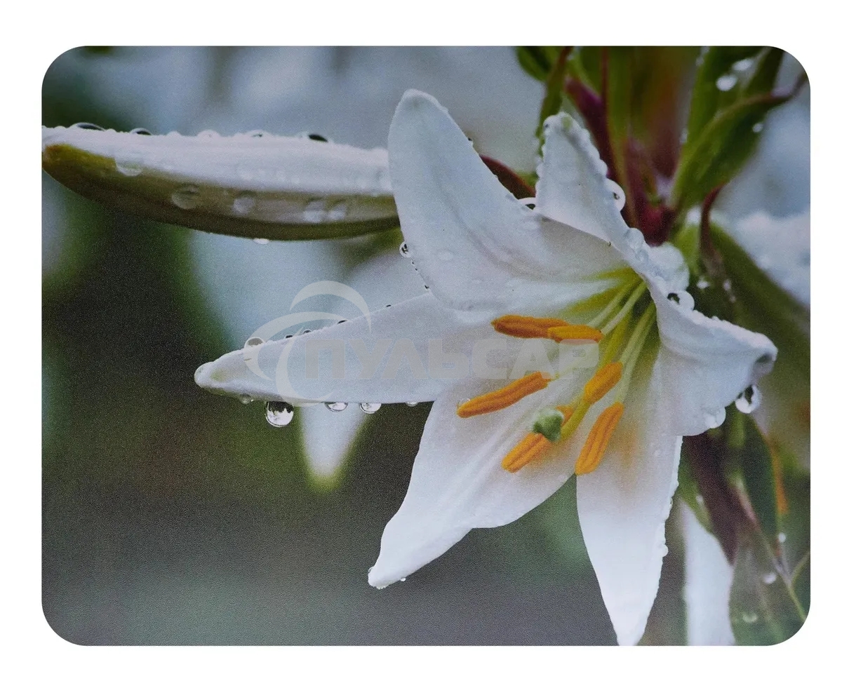 Коврик для мыши Buro BU-M20041 рисунок/лилия