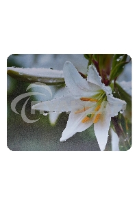 Коврик для мыши Buro BU-M20041 рисунок/лилия