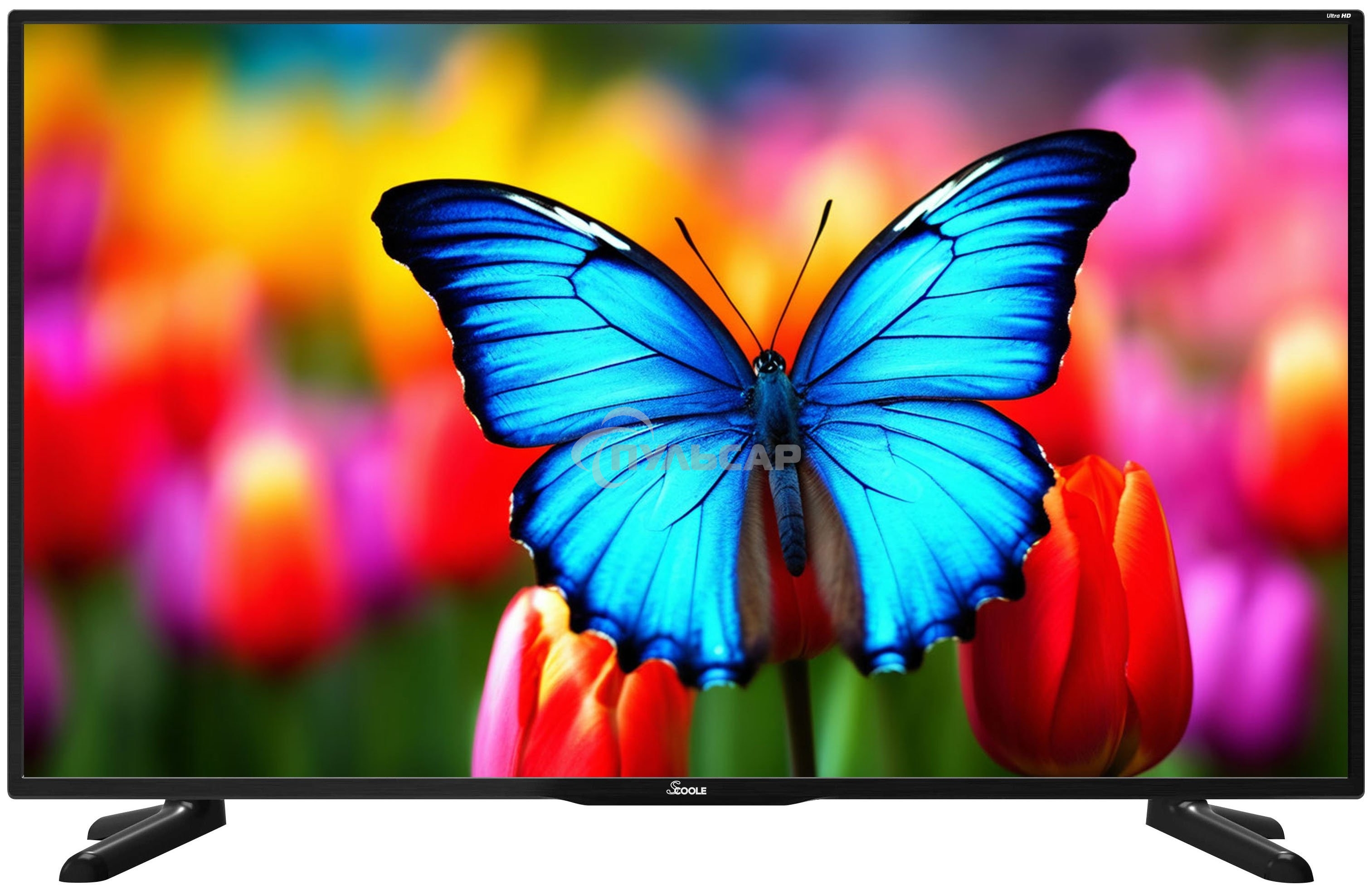 Телевизор Scoole 43